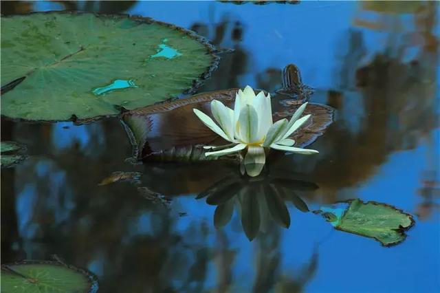 �����ϵĺ�լ������ɽ�̹�԰����Ϫ�ȡ���10��Ķԭ���ֺ���լ��