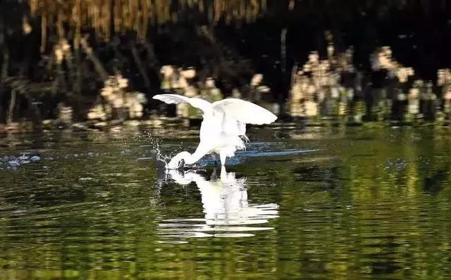 ������Ψһ�Ĺ���4A�������أ�ԭ�������ֲ��Ǻ�ɫ��